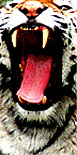 Tiger Teeth - TireShark brand Traffic Spikes by TrafficSpikesUSA.com / Monsoon Mfg. LLC. One-way access control systems for road traffic, retractable tire poppers, Tiger Teeth, Cobra, Enforcer motorized spike strips for in-ground & surface installation, directional treadle systems for in-bound and out-bound pneumatic tires. Discount: apartment complex, shopping center, mall, airport, military base, factory and business to protect parking lot, employee, security, public access, commercial property. Contractors welcome.